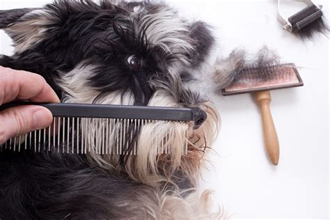 16 Natural Treatment For Hair Loss In Dogs