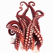 Fresh Octopus Tentacles 250 gr | Tropical and rare fruits, premium ...