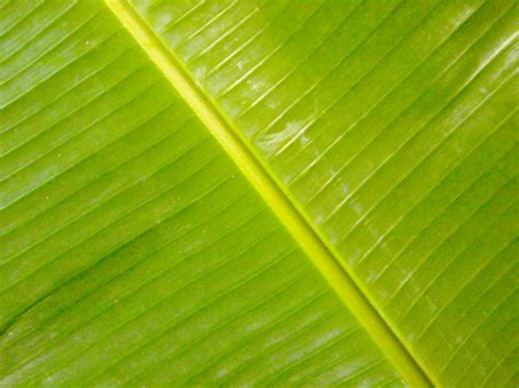 Free Photo Banana Leaf Texture Asia Banana Dark Free Download