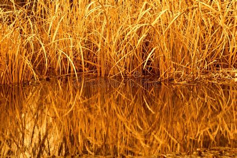 Golden Reeds At Sunset In Brookgreen Gardens South Carolina Stock