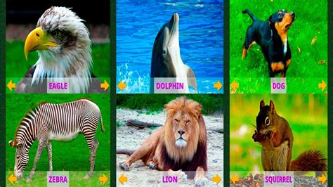 Animals Learning Hd Animals Sounds For Children Learning Wild Animals