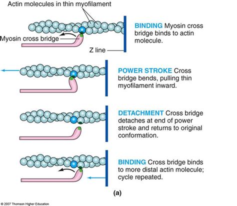 Steps Involved In The Muscle Fibre Contraction Cycle Slideshare