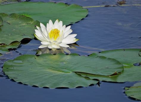 How To Care For Water Lilies And Other Pond Plants Aquascape Australia