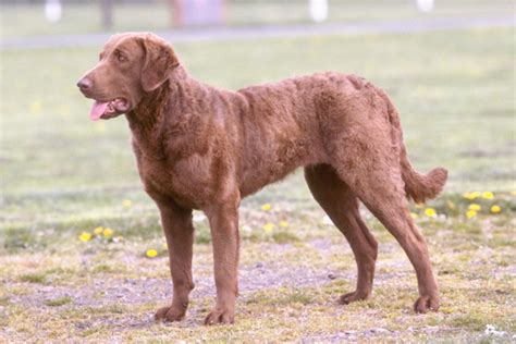 (picture 1) parents are registered, puppies will not be. Chesapeake Bay Retriever Puppies for Sale from Reputable ...