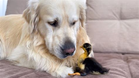 Cute Baby Duckling Thinks The Golden Retriever Is His Mother Golden