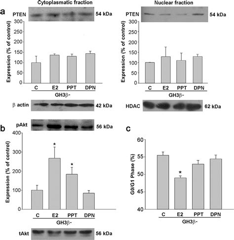 PTEN expression in GH3β cells a Western blotting analysis of PTEN