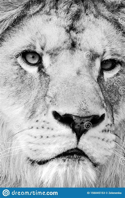 Beautiful Mighty Lion Stock Image Image Of Hunter Male 156045153