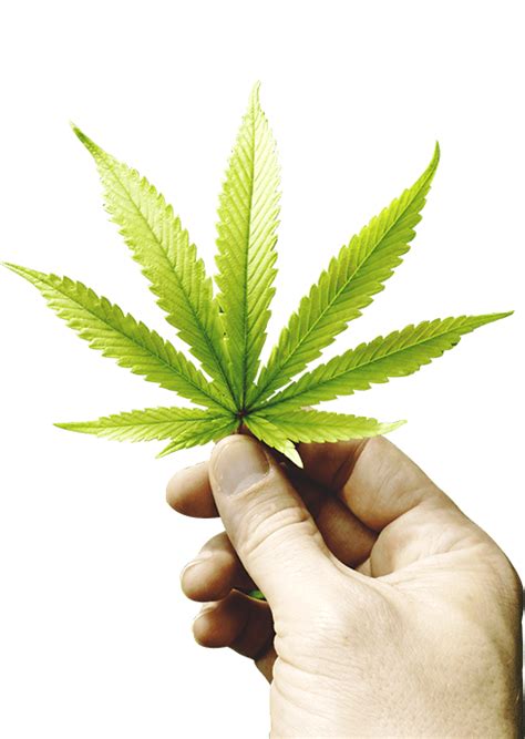Tutto Sulla Cannabis Storia Coltivazione Usi Ed Effetti