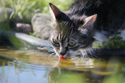 What Is The Answer Why Do Cats Drink Dirty Water