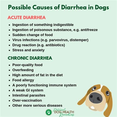 Simple Home Remedies For Dog Diarrhea Prevention Tips