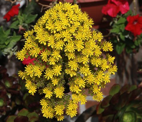 Succulent With Large Yellow Flowers The Succulent And Cactus Lady