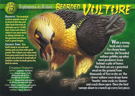 Bearded Vulture Wierd Nwild Creatures Wiki Fandom Powered By Wikia