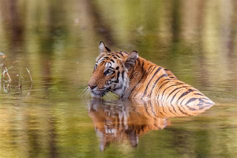 Tiger In Bandhavgarh National Park In India Stock Photo Image Of