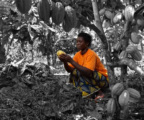 Investing In A Fairer Future For Cocoa Farmers