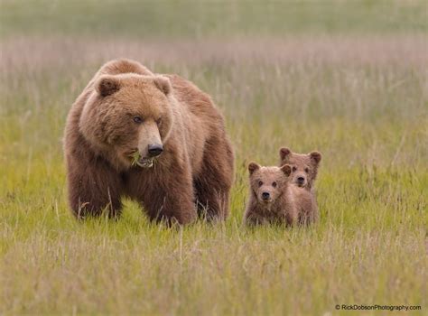 Alaska Brown Bear And Spring Cubs By Rick Dobson On 500px Brown Bear