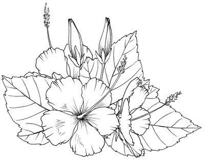 Download Beccy's Place: Hibiscus | Flower coloring pages, Drawings ...