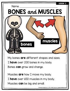 Human body an integrated science learning unit for. Bones and Muscles - Kindergarten and First Grade Human ...