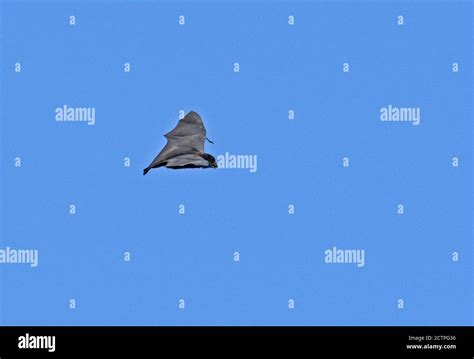 Christmas Island Flying Fox Pteropus Natalis Adult In Flight
