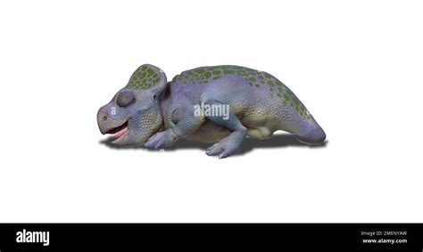 Artwork Of A Baby Dinosaur Protoceratops Side View Lying Down And