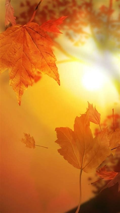 Free Download Beautiful Autumn Falling Yellow Leaves Sunshine Iphone 5s