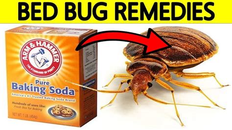 Bed Bugs How To Get Rid Of Them