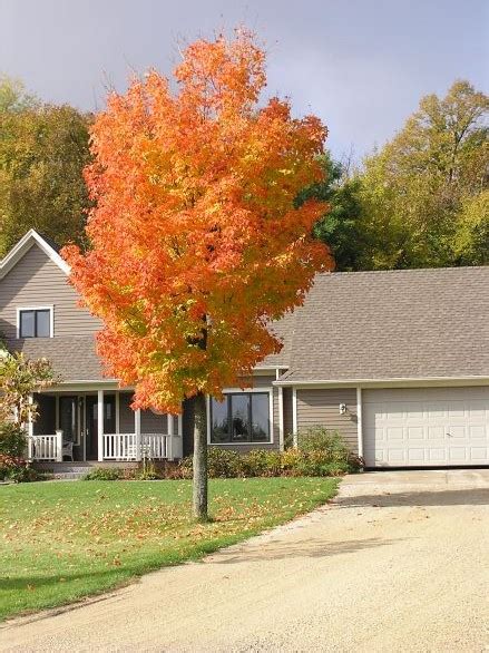 Sugar Maples Are Landscape Stars Knechts Nurseries And Landscaping