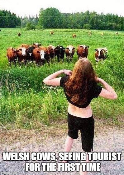 Flashing Cows Imgflip