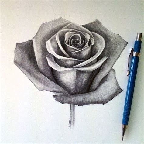 Drawing A Realistic Rose Rose Drawing Lethalchris On Deviantart Rose