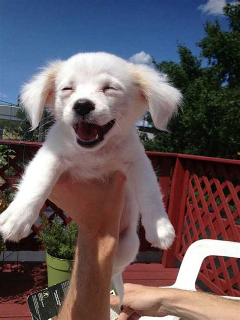 30 Cute Puppy Pictures To Brighten Your Day Justviralnet Cute