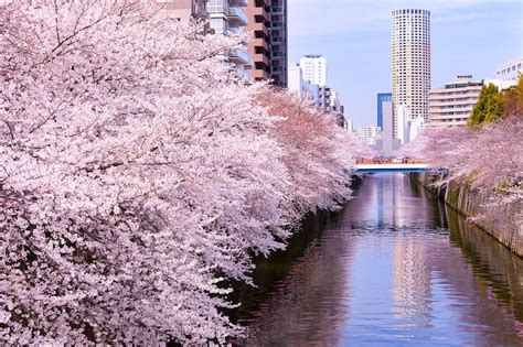 10 Best Cherry Blossom Spots In Tokyo Where To See Cherry Blossoms In