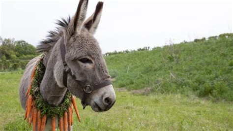 Eo Review Jerzy Skolimowskis Brash Epic About A Wandering Donkey Npr