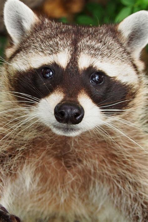 3 Signs You Have Grubs In Your Lawn Are Raccoons And Skunks Digging Up