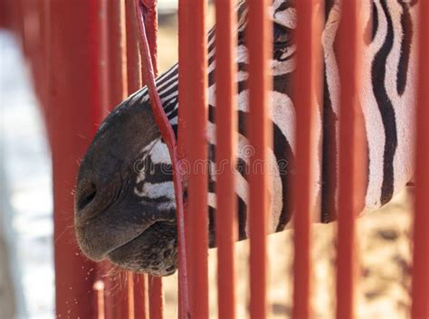 Zebra Behind The Fence In The Zoo Stock Photo Image Of Head Animal