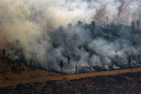 Climate Change Is Driving Widespread Forest Death And Creating Shorter