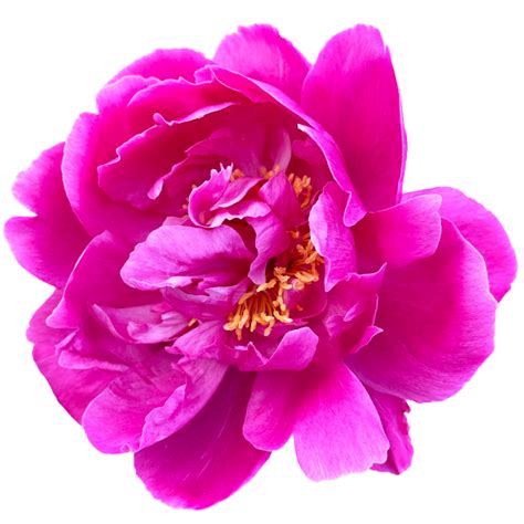 Dark Pink Peony Flower 24807671 Png