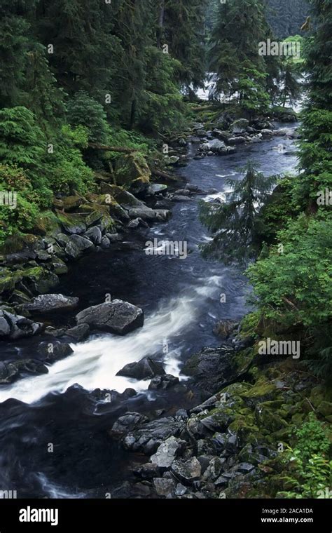 Rainforest Regenwald Urwald Jungle Anan Creek Tongass National