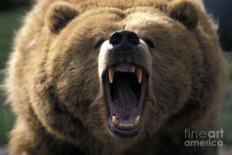 Growling Grizzly Bear Photograph By Mark Newman