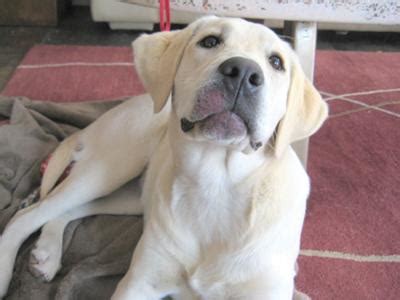 Rashes come in many forms, and common causes include contact dermatitis, bodily infections, and there are a number of potential causes of rashes, including allergies, diseases, reactions, and there are two types of impetigo: Rash Around Mouth Area - Demodex Mange? - Organic Pet Digest