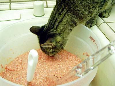 It boasts a high percentage of usable protein while having low phosphorus and sodium levels. Making Cat Food by Lisa A. Pierson, DVM :: homemade cat ...