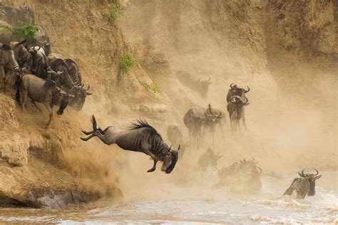 4 Days 3 Nights Masai Mara Wildebeest Migration Safari Package Kenya