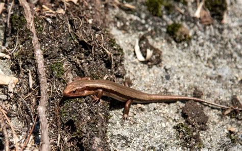 8 Fascinating Lizards You Can Find In Illinois Reptile Jam