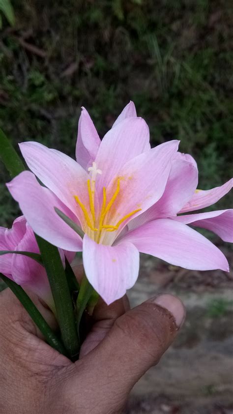 Paling Keren 29 Gambar Bunga Lily Yg Indah Gambar Bunga Hd