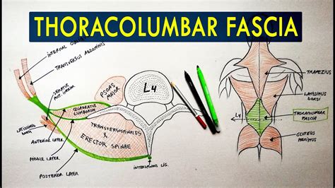 Thoracolumbar Fascia Anatomy Tutorial Youtube