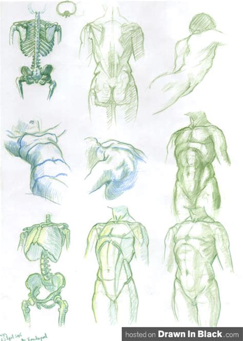 Anatomical Drawings Of The Human Body How To Draw A Basic Human