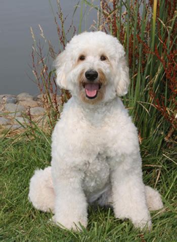 We do not allow grand rapids breeders, adoption centers, rescues or shelters to list goldendoodles for free in grand rapids. Goldendoodle Breeders & Puppies for Sale & Adoption in ...