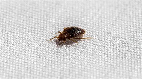 Can Bed Bugs Climb 8 Different Surfaces