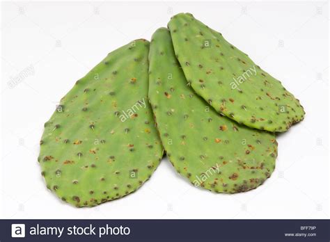 Up to date cactus mexican food prices and menu, including breakfast, dinner, kid's meal and more. cactus nopal mexican food plant opuntia Stock Photo - Alamy