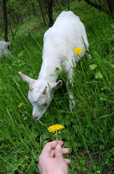 Thank you, google, it's so much easier now. Young Goat Free Stock Photo - Public Domain Pictures