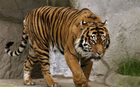 Sumatran Tiger The Wildlife