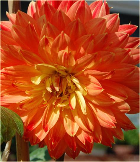 Dalia Dekoracyjna Procyon żóło Czerwona Dahlia Hybrida Dalia